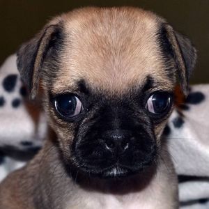 Meet your Posher, Asher